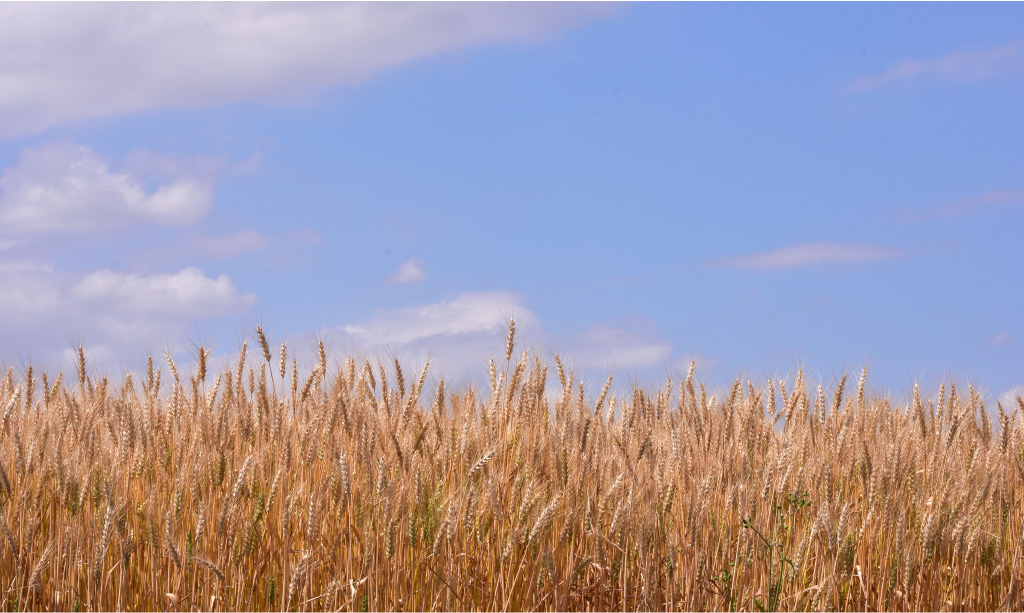 茨城県産小麦「ゆめかおり」生産風景